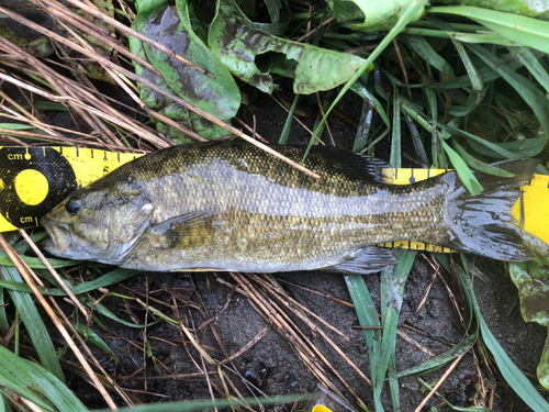 スモールマウスバスの釣果