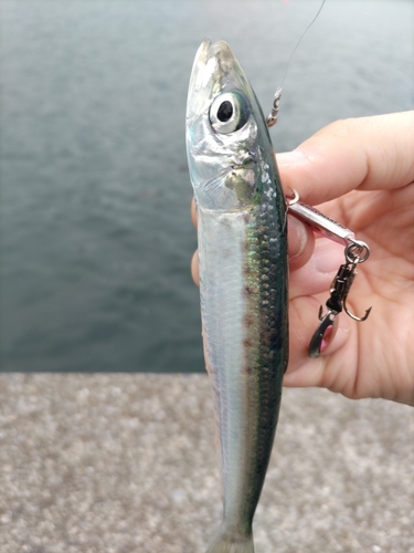 イワシの釣果