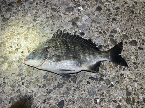 チヌの釣果