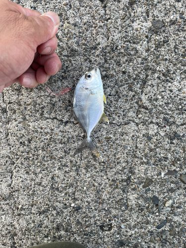 ショゴの釣果