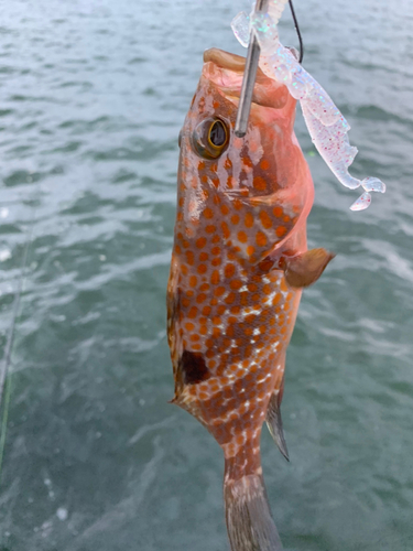 キジハタの釣果