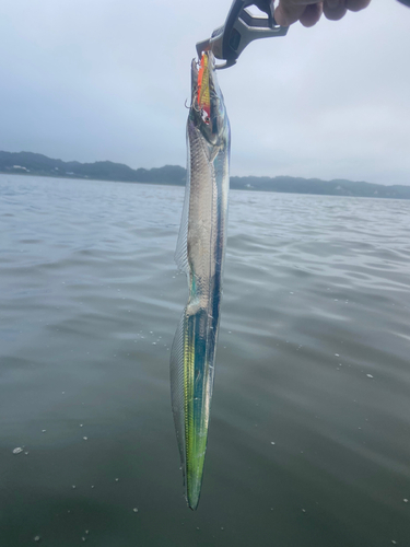 タチウオの釣果