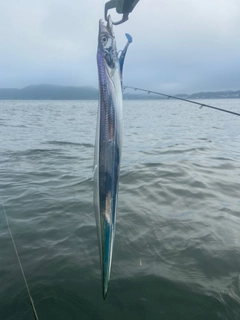 タチウオの釣果