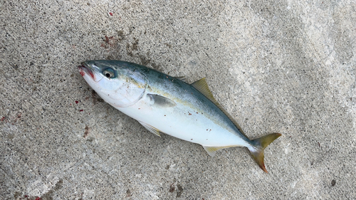 ワカシの釣果