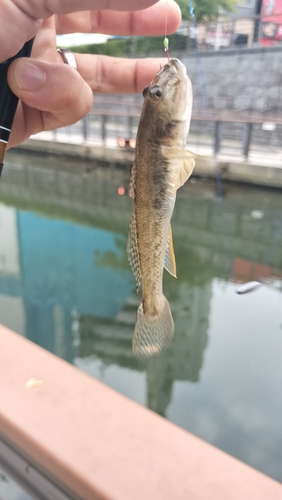 マハゼの釣果