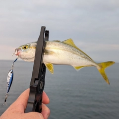 ワカシの釣果