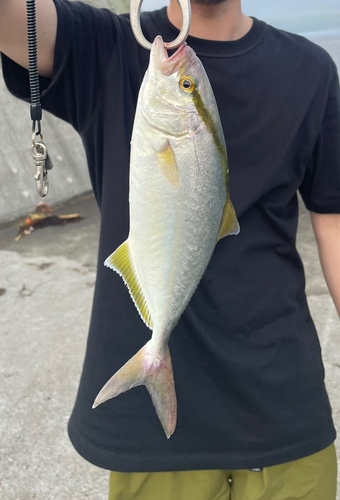 ショゴの釣果