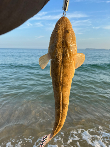 マゴチの釣果