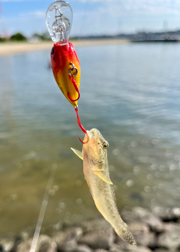 マハゼの釣果