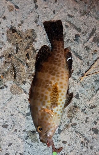 オオモンハタの釣果