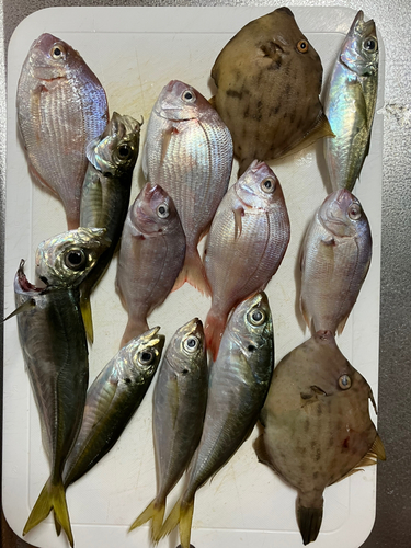 アジの釣果