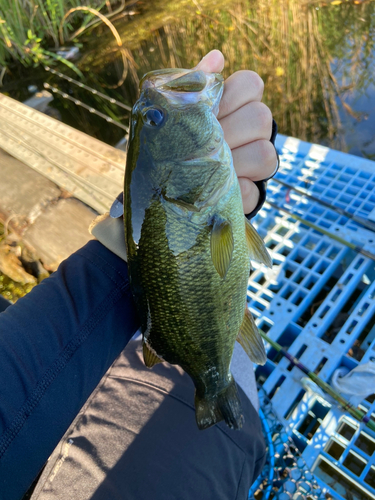 ラージマウスバスの釣果