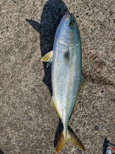 ヤズの釣果