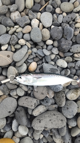 ソウダガツオの釣果