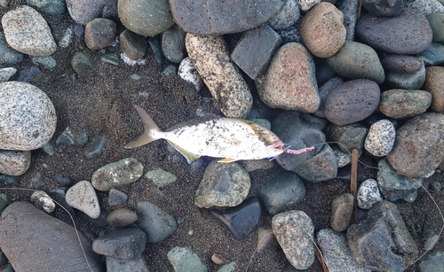 ショゴの釣果