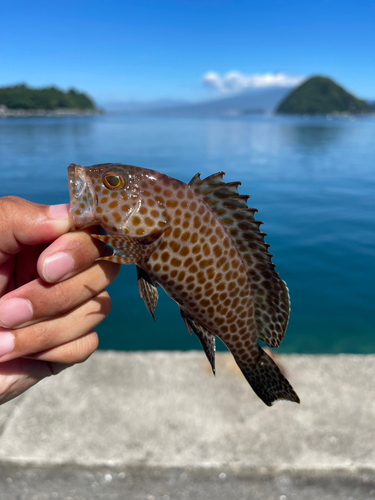 オオモンハタの釣果