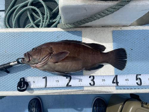 マハタの釣果