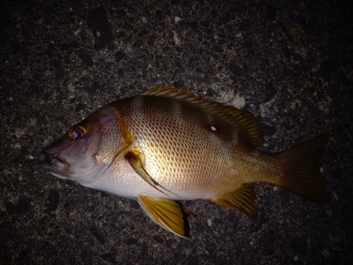 シブダイの釣果