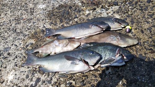 クチブトグレの釣果