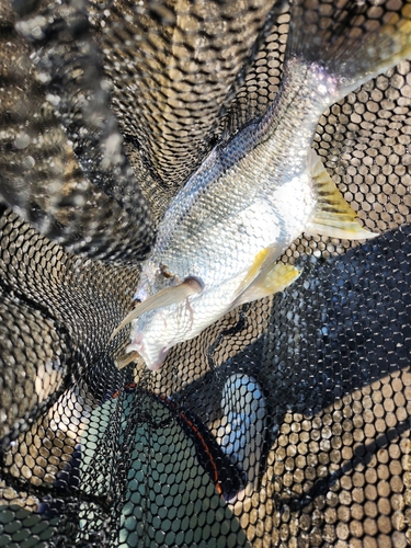 キビレの釣果