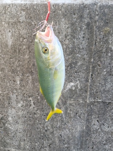 ワカシの釣果