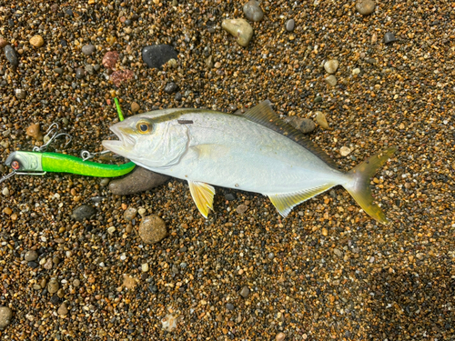 ショゴの釣果