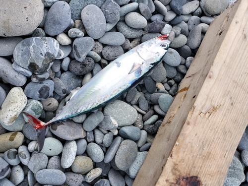 ソウダガツオの釣果