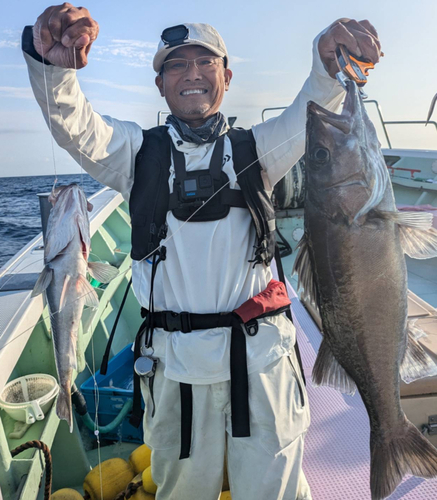 アラの釣果