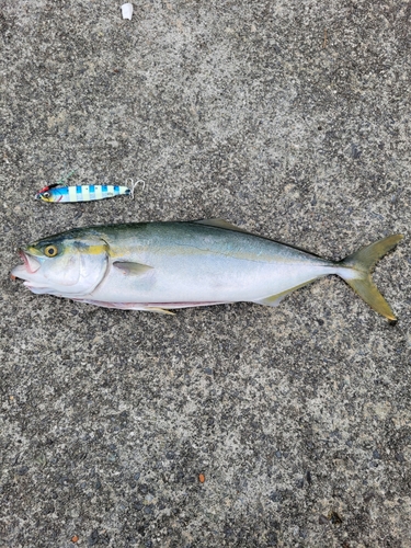 ショゴの釣果