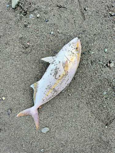 ショゴの釣果