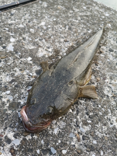 マゴチの釣果