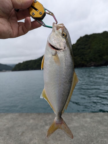 ショゴの釣果