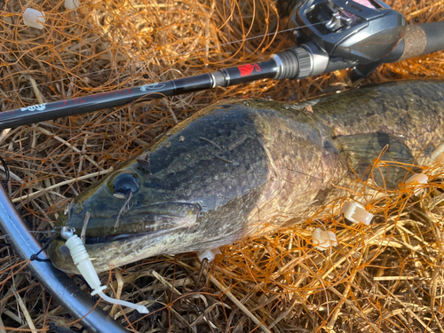 ライギョの釣果