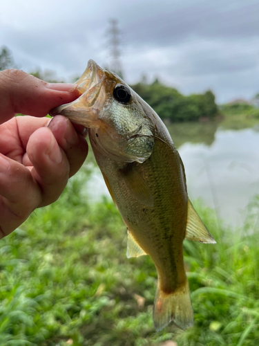 ラージマウスバスの釣果