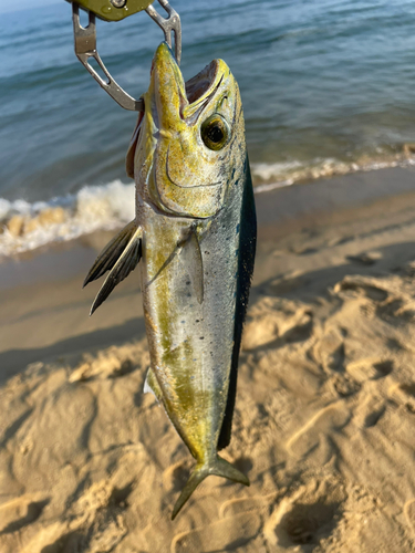 シイラの釣果