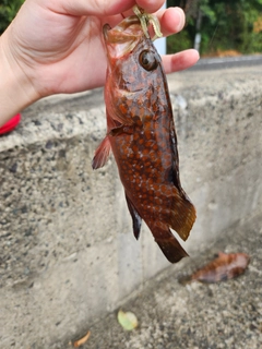 アコウの釣果