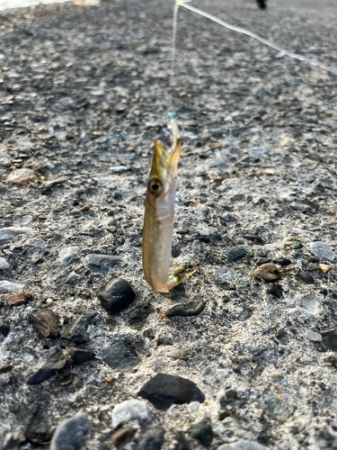 カマスの釣果