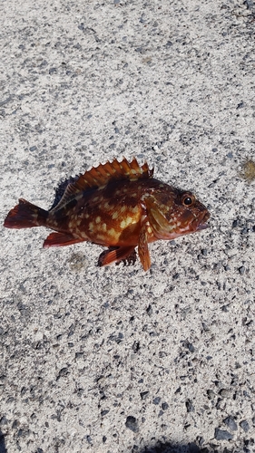 カサゴの釣果