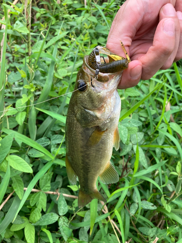 ラージマウスバスの釣果