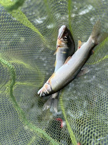 アユの釣果