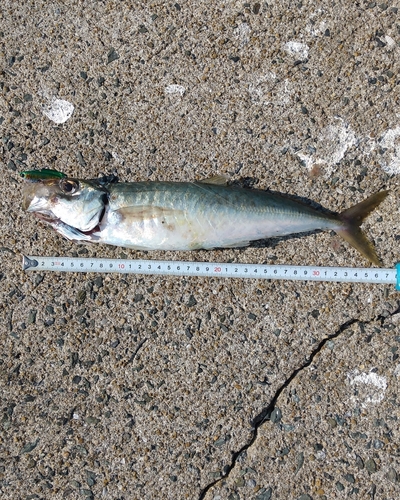 マアジの釣果