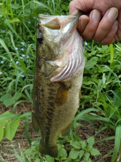 ラージマウスバスの釣果