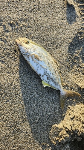 ショゴの釣果