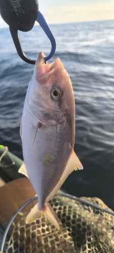 ネリゴの釣果