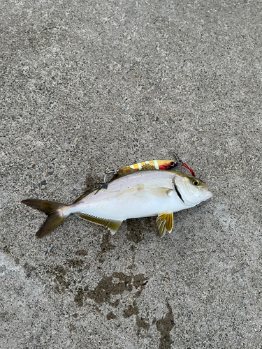 ショゴの釣果