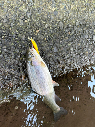 ニジマスの釣果