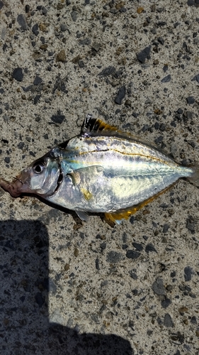 釣果