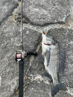 クロダイの釣果