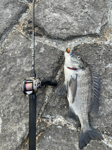 クロダイの釣果