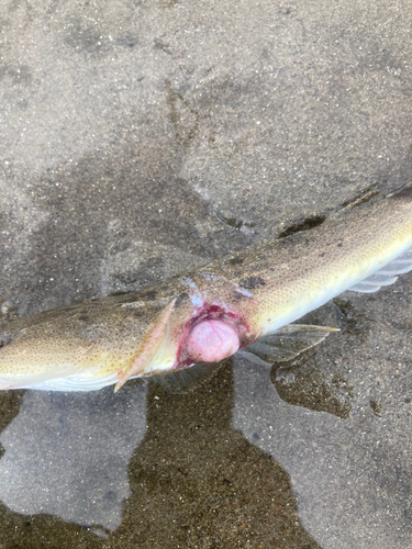 マゴチの釣果